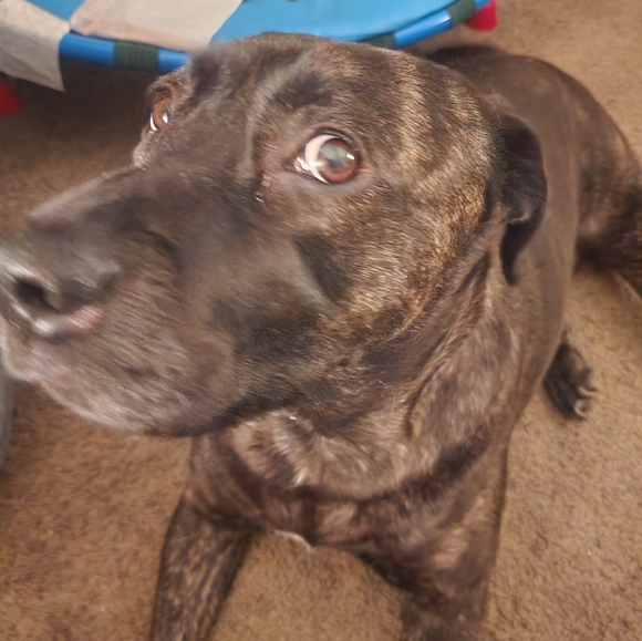 LIVE SHARE SHOW FLYER - Picture 3 of 16